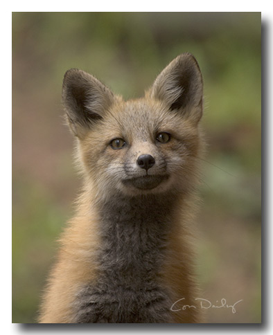 curious red fox kit