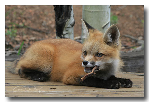 red fox kit chewing stick