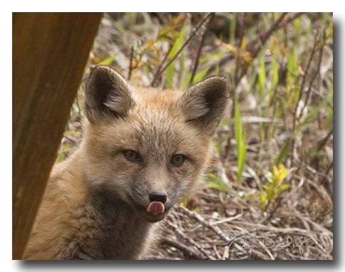 red fox kit's tongue