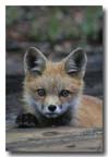 red fox kit in rain