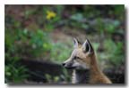 red fox kit with yellow flower