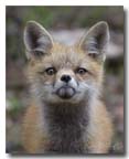 red fox kit, Tippy