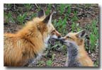 red fox mother and kit