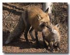 red fox mother and kit 