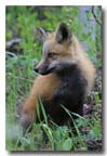 red fox kit spring portrait