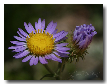 autumn_wildflower