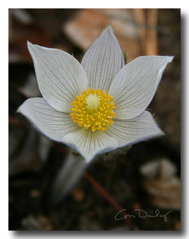 buttercup