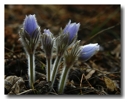 spring_morning