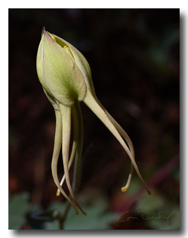 yellow_columbine