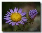 autumn_wildflower