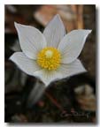 buttercup