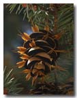 dougfir
