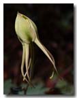yellow_columbine