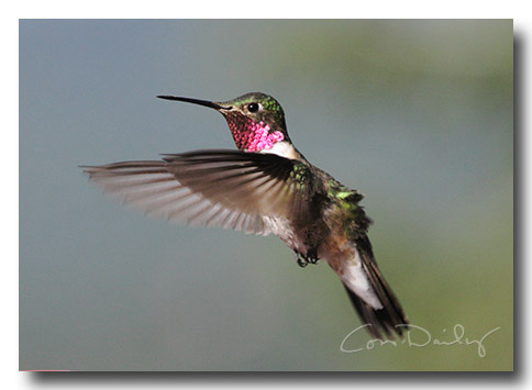 ruffled_feathers