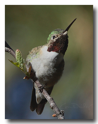 spring_perch