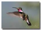 ruffled_feathers