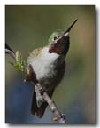 spring_perch