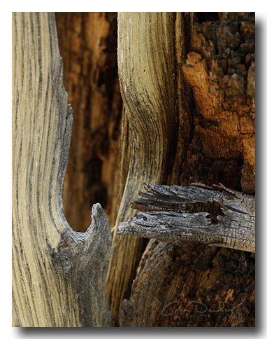 wood