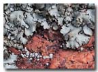 lichen_4178