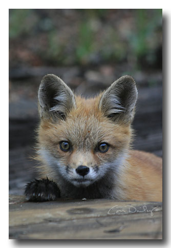 red fox kit in rain 