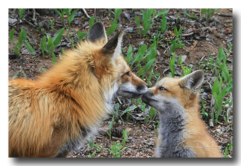red fox mother and kit