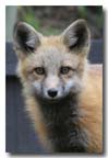 red fox 