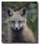 red fox kit, serious