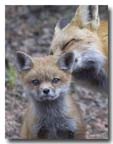 red fox kit sitting pretty