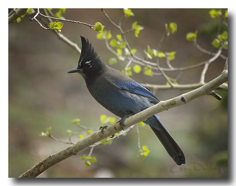 Spring_S_Jay