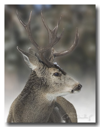 deer5283