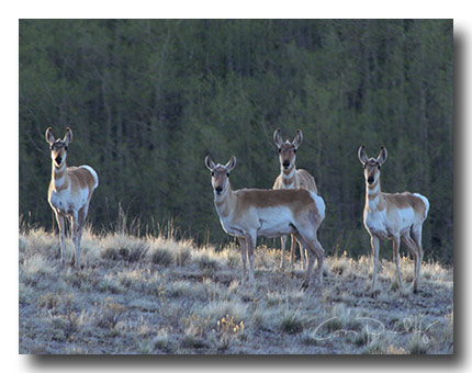 pronghorn2267