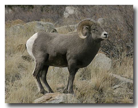 sheep