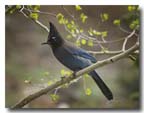 Spring_S_Jay